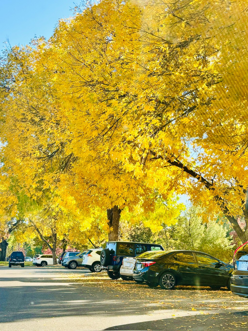 Libraries Speak Volumes